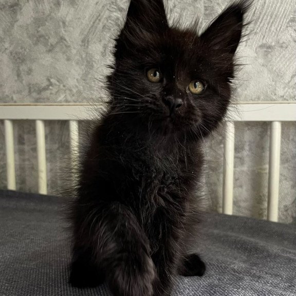 Maine Coon EZ Onyx