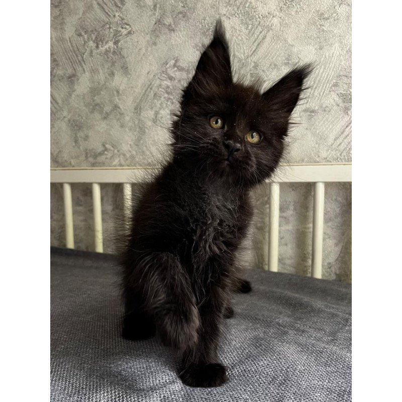 Maine Coon EZ Onyx