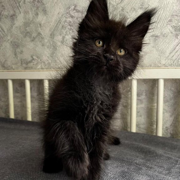 Maine Coon EZ Onyx