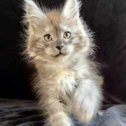Maine Coon EZ Orion