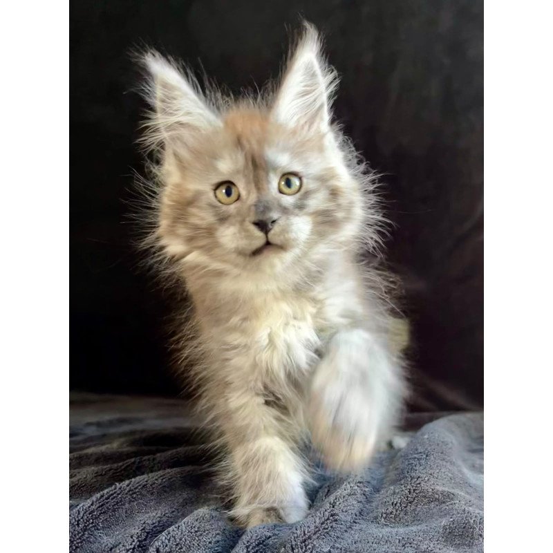 Maine Coon EZ Orion