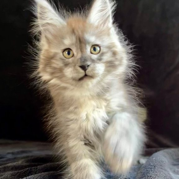 Maine Coon EZ Orion