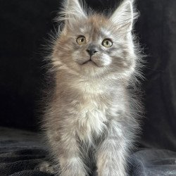 Maine Coon EZ Orion