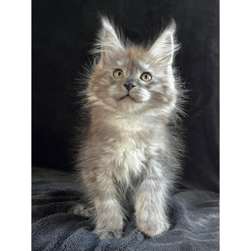 Maine Coon EZ Orion