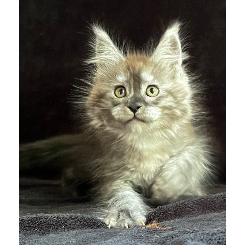 Maine Coon EZ Orion