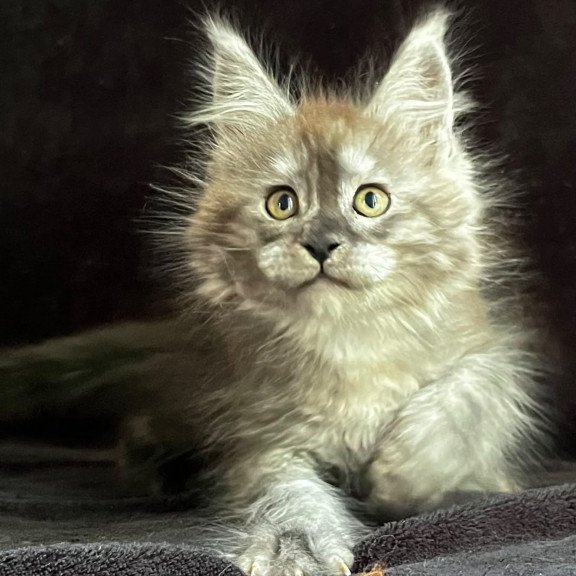 Maine Coon EZ Orion