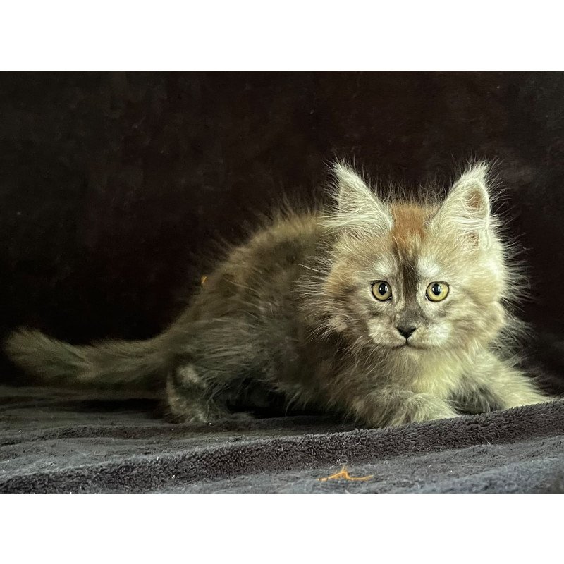 Maine Coon EZ Orion