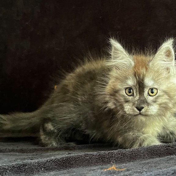 Maine Coon EZ Orion