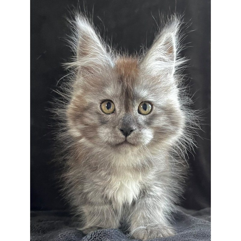 Maine Coon EZ Orion