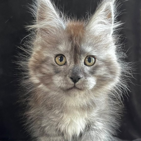 Maine Coon EZ Orion