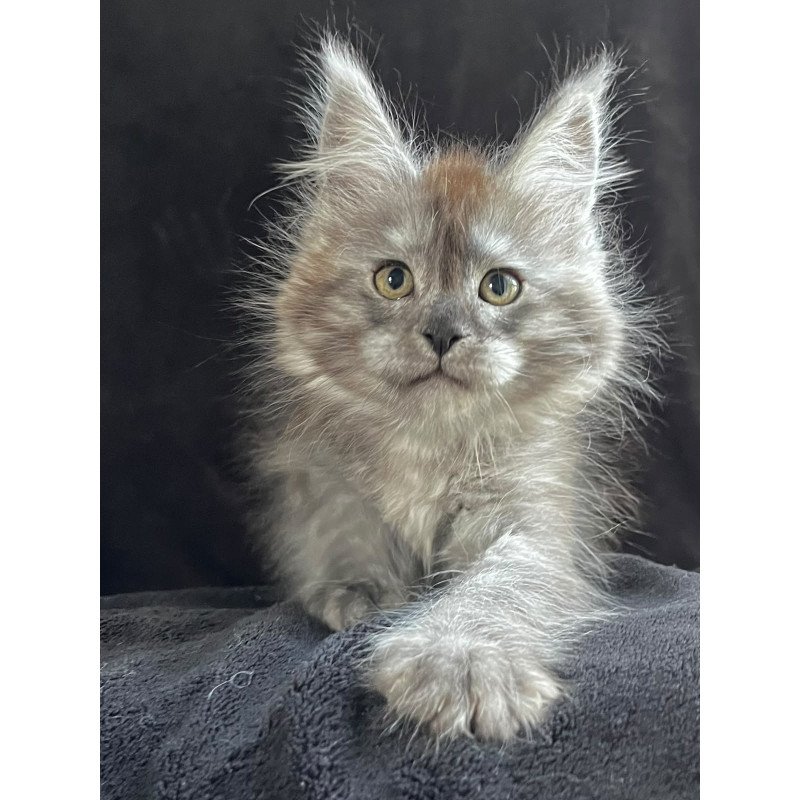 Maine Coon EZ Orion