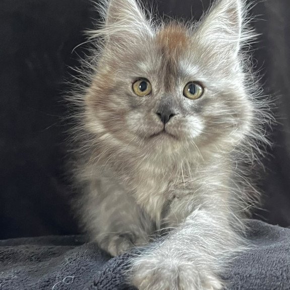 Maine Coon EZ Orion