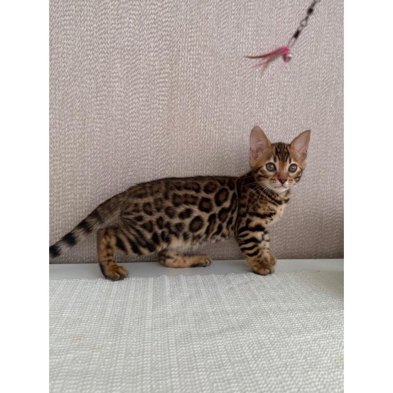 Bengal EZ Fortuna