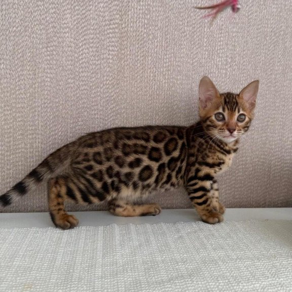 Bengal EZ Fortuna