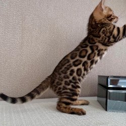Bengal EZ Fortuna