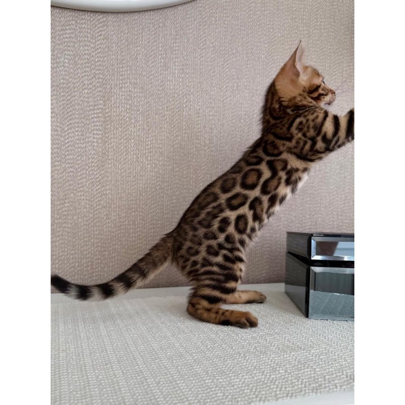 Bengal EZ Fortuna