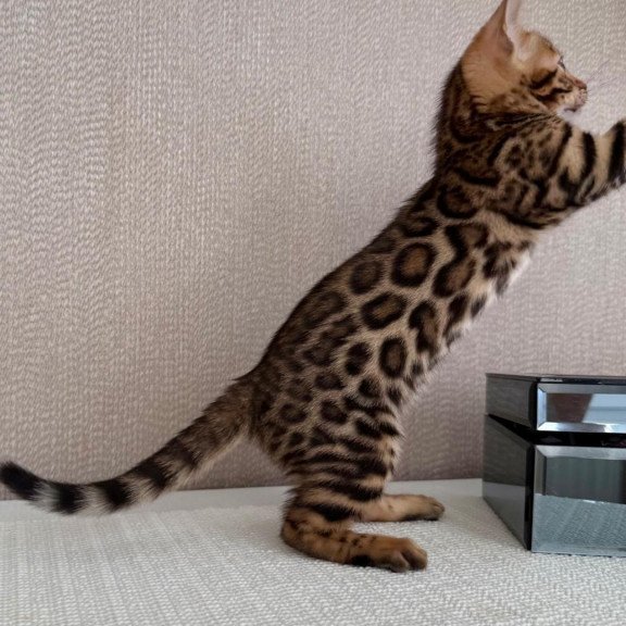 Bengal EZ Fortuna