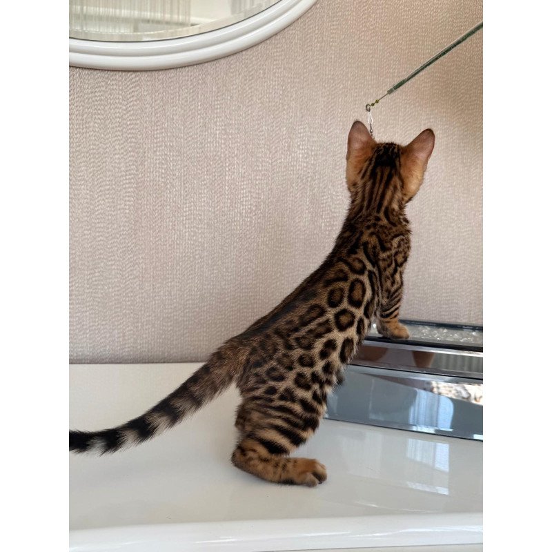 Bengal EZ Fortuna