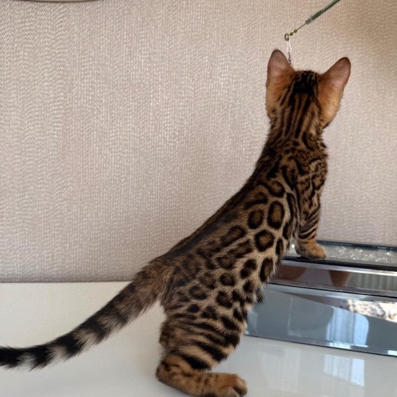 Bengal EZ Fortuna