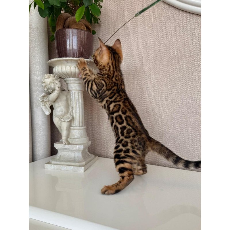 Bengal EZ Fortuna