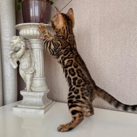 Bengal EZ Fortuna