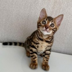 Bengal EZ Fortuna