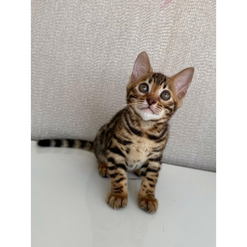 Bengal EZ Fortuna