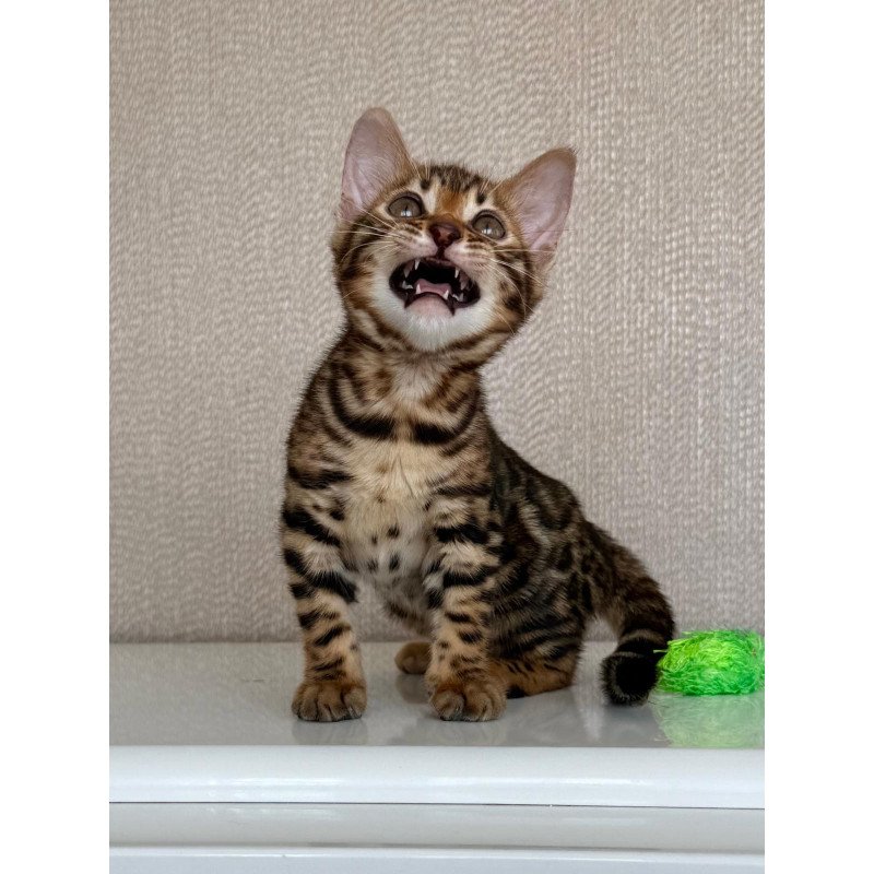 Bengal EZ Fortuna
