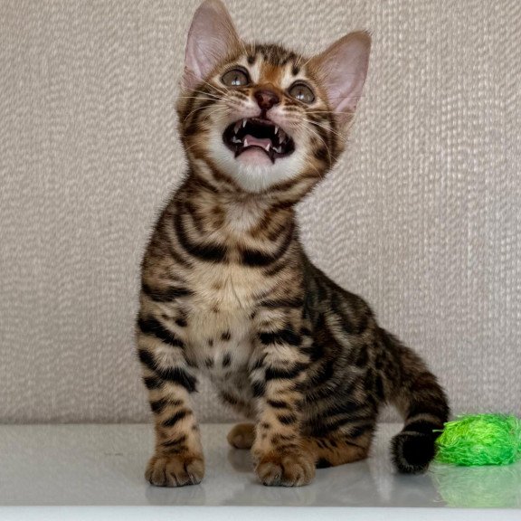 Bengal EZ Fortuna
