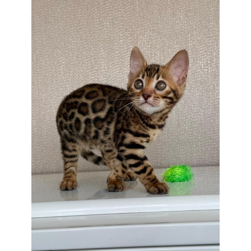 Bengal EZ Fortuna
