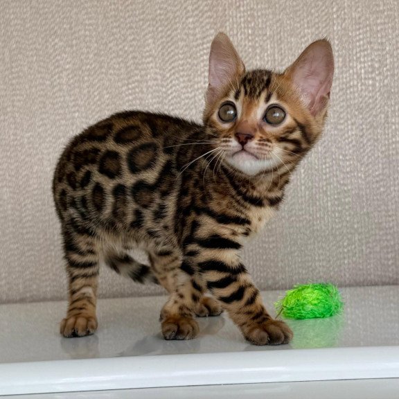 Bengal EZ Fortuna