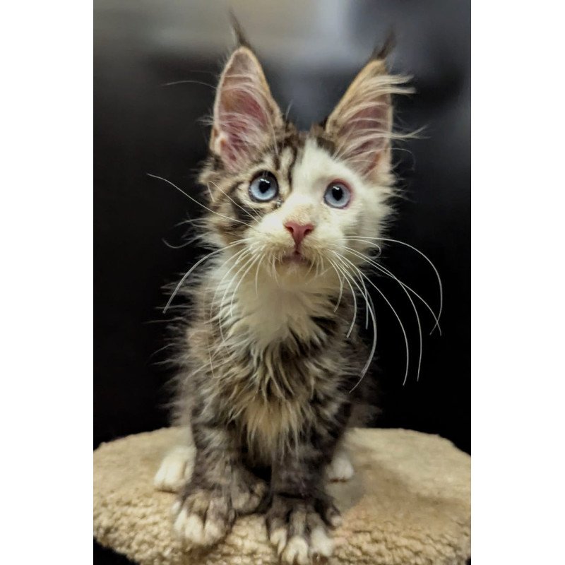 Maine Coon EZ Domino Polydactyl