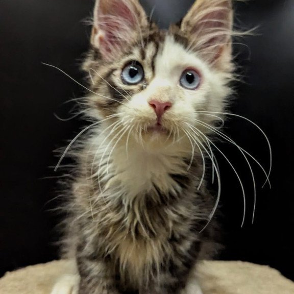 Maine Coon EZ Domino Polydactyl