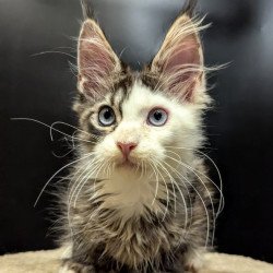 Maine Coon EZ Domino...