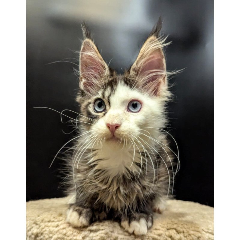 Maine Coon EZ Domino Polydactyl