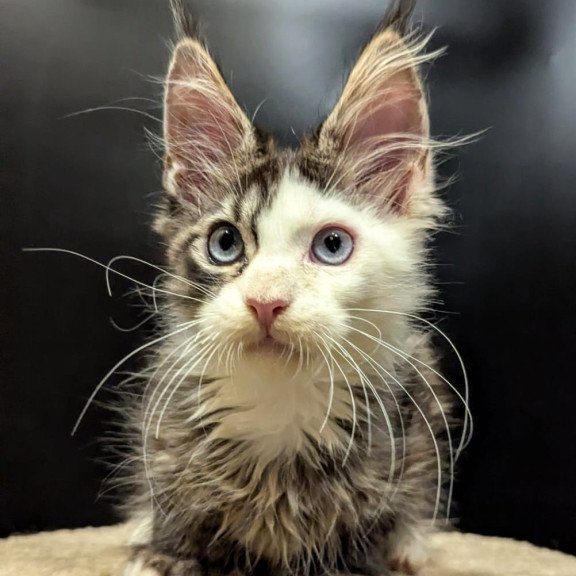 Maine Coon EZ Domino Polydactyl