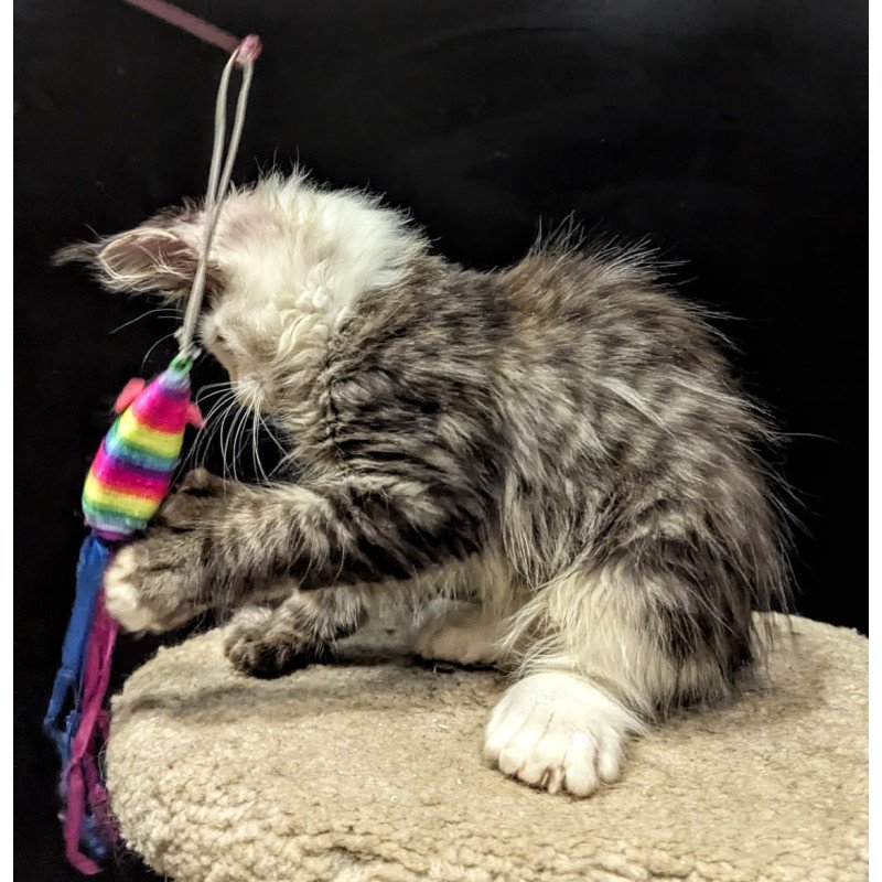 Maine Coon EZ Domino Polydactyl