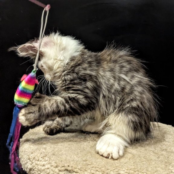 Maine Coon EZ Domino Polydactyl
