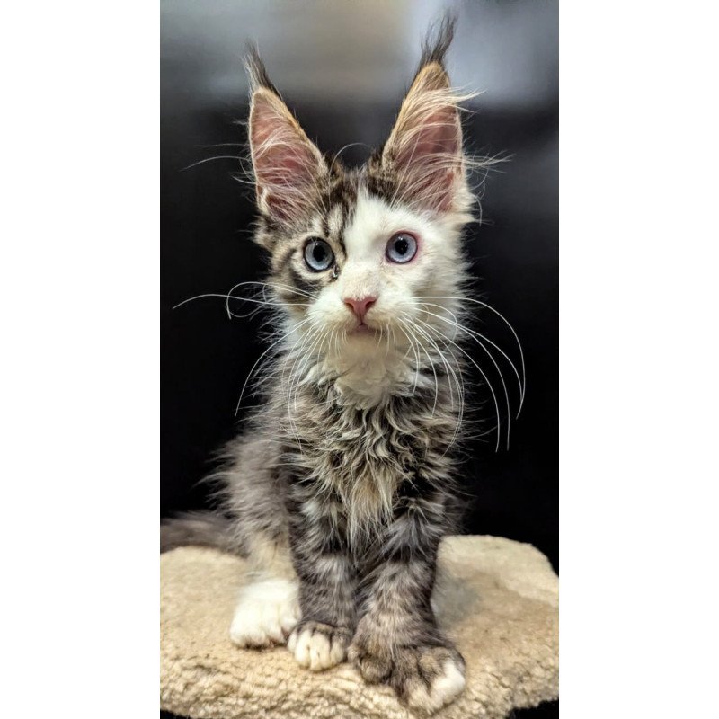 Maine Coon EZ Domino Polydactyl