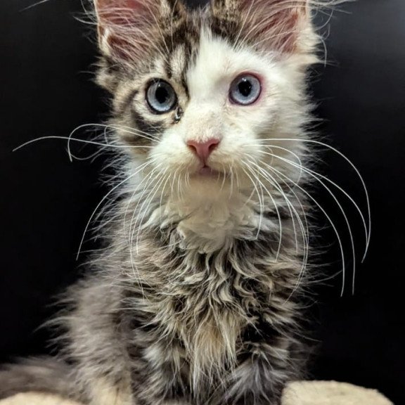 Maine Coon EZ Domino Polydactyl