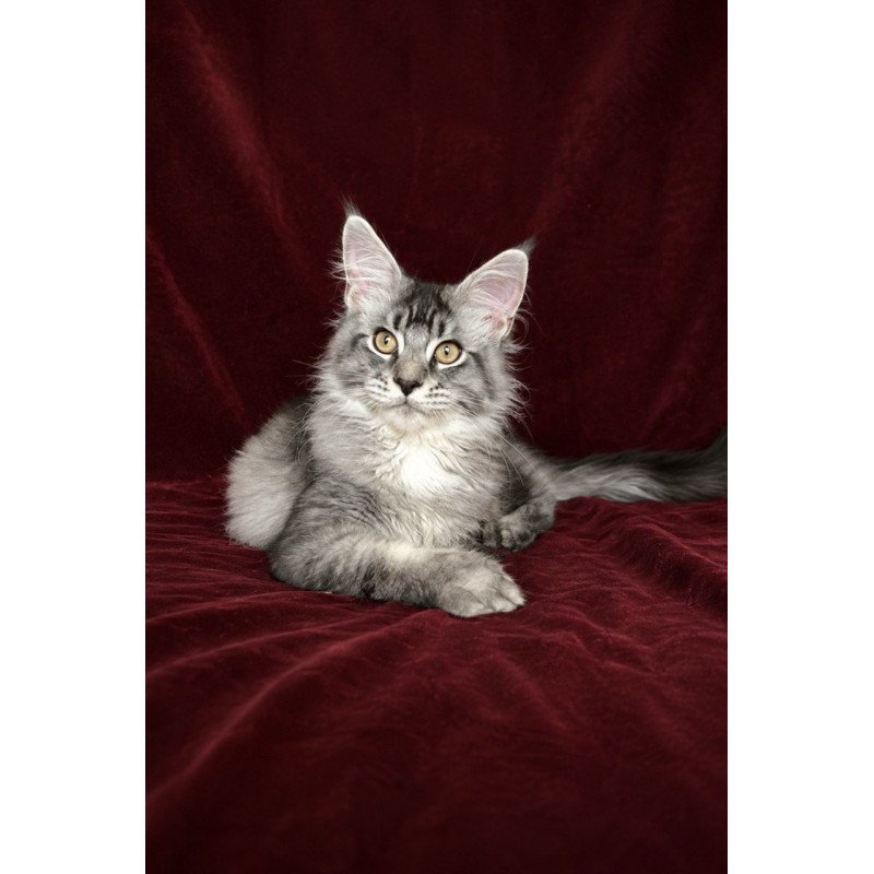 Maine Coon EZ Hailen