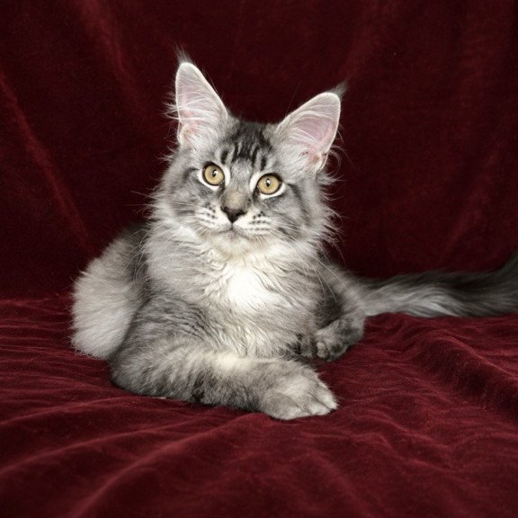 Maine Coon EZ Hailen