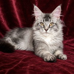 Maine Coon EZ Hailen