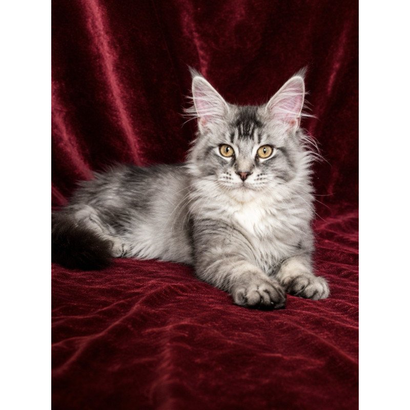 Maine Coon EZ Hailen