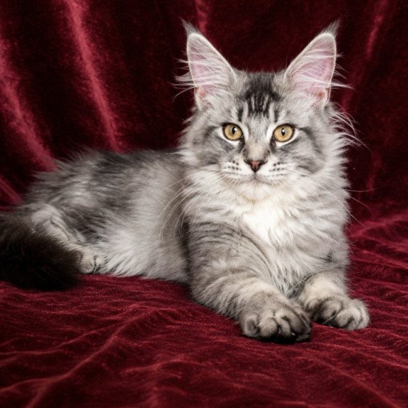 Maine Coon EZ Hailen