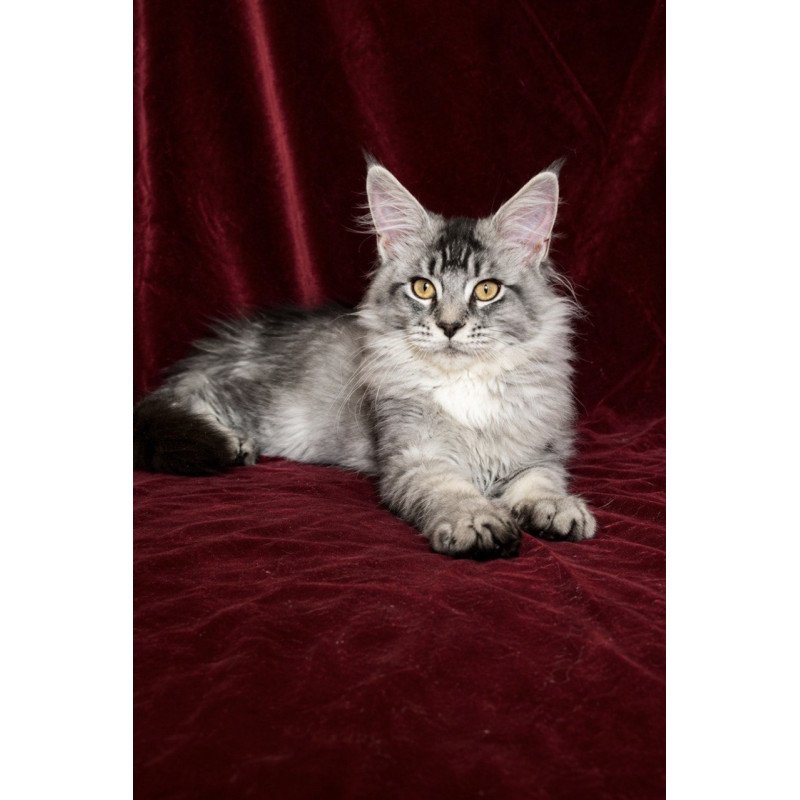 Maine Coon EZ Hailen