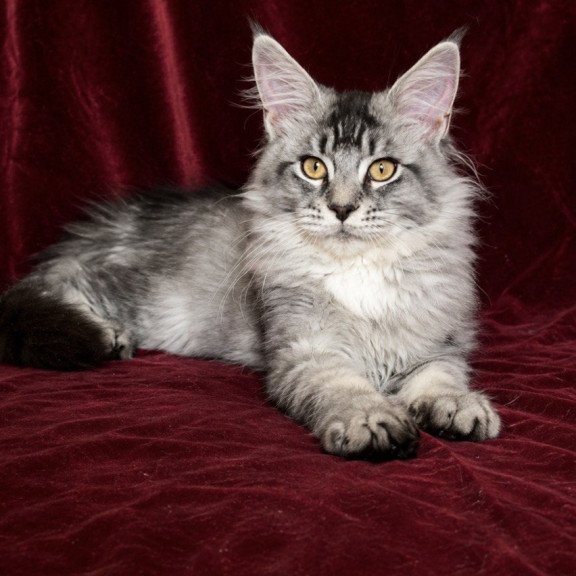 Maine Coon EZ Hailen