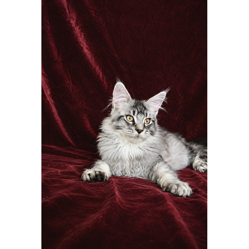 Maine Coon EZ Hailen
