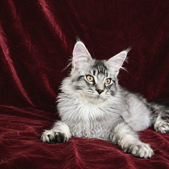 Maine Coon EZ Hailen