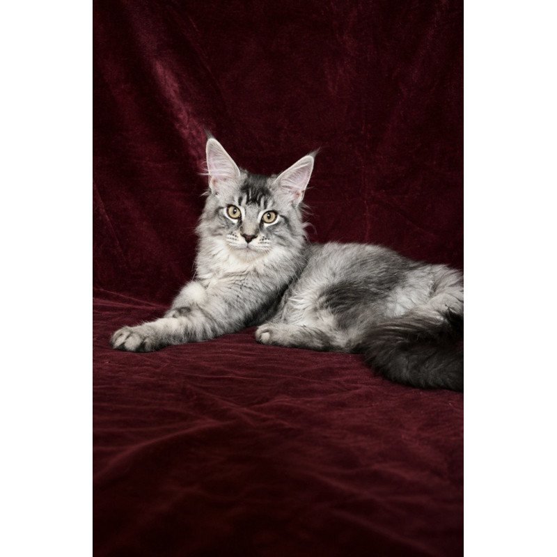 Maine Coon EZ Hailen